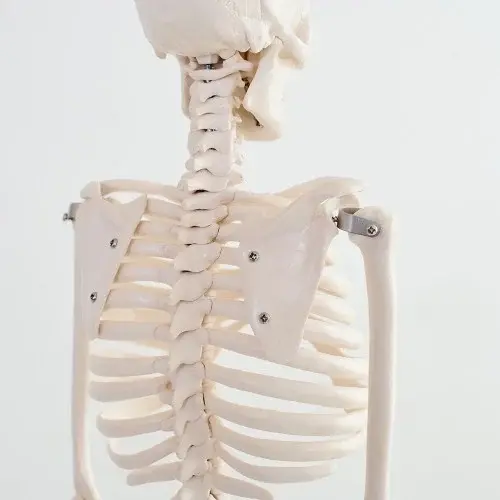 카르빈 해골모형 전신 골격 85cm