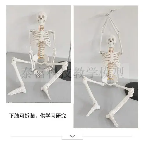 인체 골격 모형 구조 교육용 뼈 헬스장 필라테스 관절모형