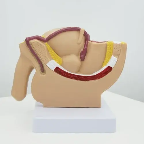 생식기 모형 해부학 인체 해부 남자 남성