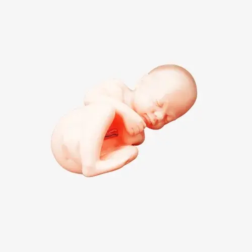 태아 모형 자궁 산부인과 임신 인체 해부학
