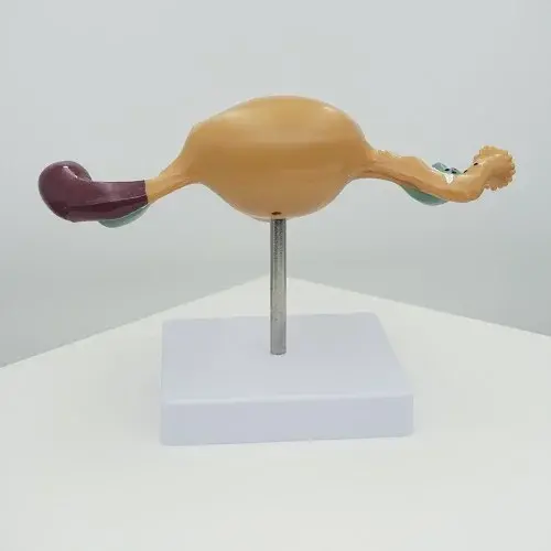 여성 생식기 모형 여자 해부학 인체 해부 자궁 신체